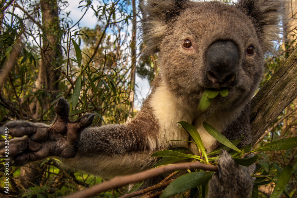 Obraz premium Koala, Australia