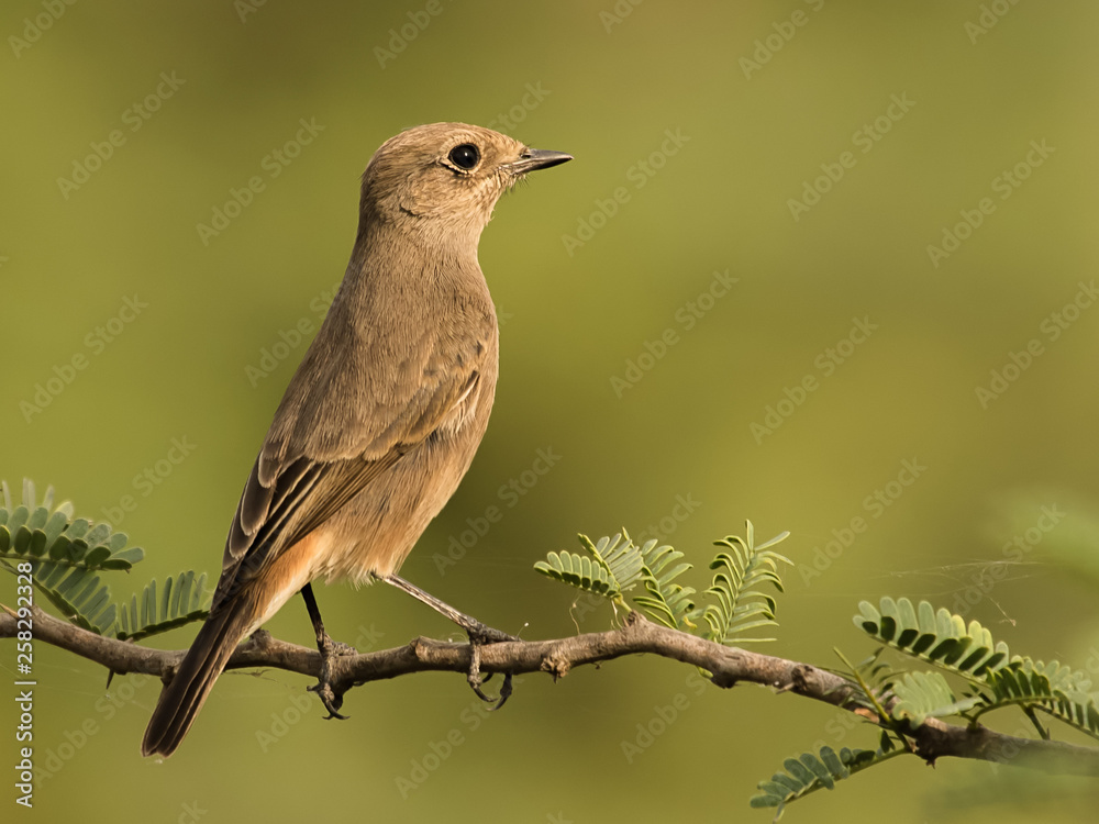 pide bushchat