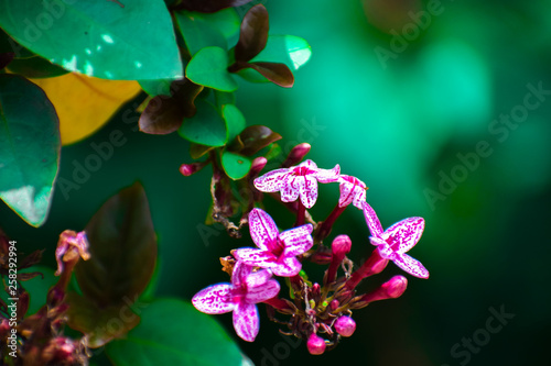 Orchid on Green background