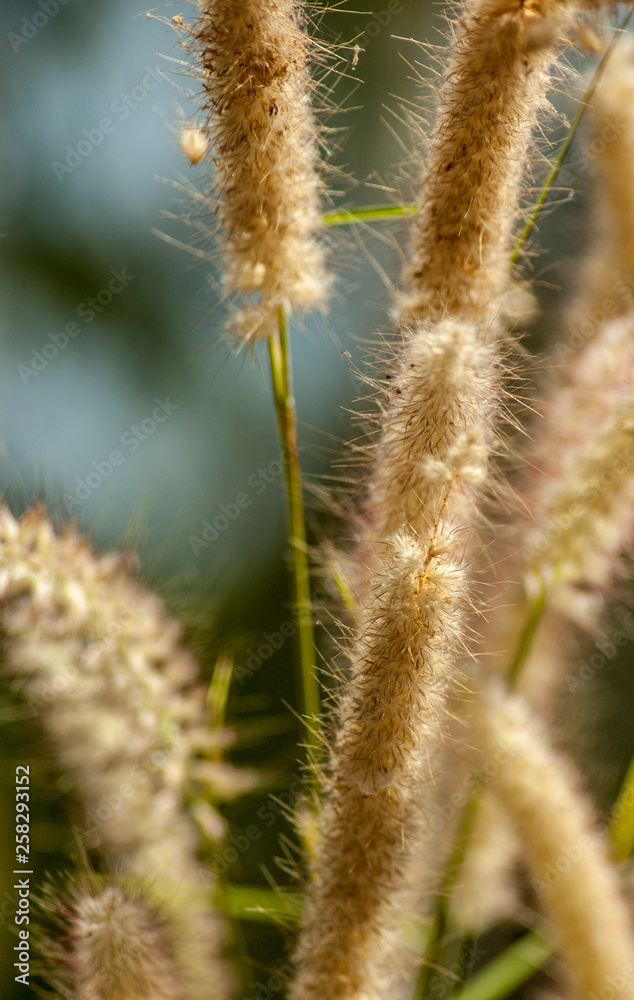 grass in the wind, Northern Territory, Australia grass in the wind, Northern Territory, Australia