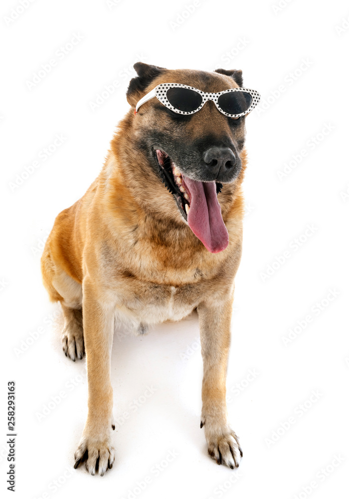 Fototapeta premium malinois in studio