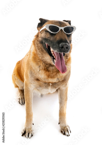 Wallpaper Mural malinois in studio Torontodigital.ca