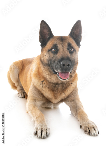 malinois in studio