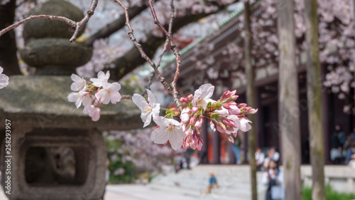 桜 2019 06 photo