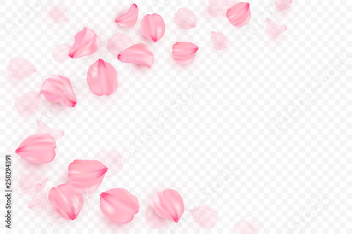 Pink sakura falling petals vector background. 3D romantic illustration. Transporent banner with sakura