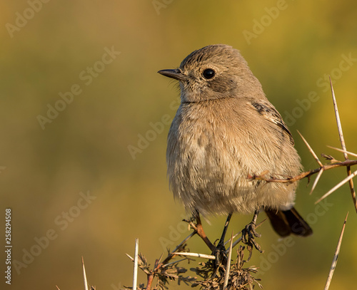 bushchat