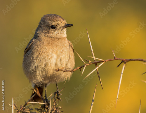 bushchat