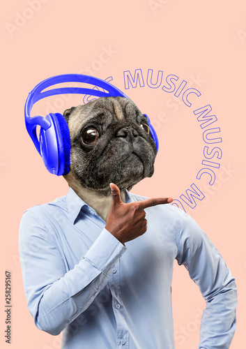 Meloman may be different. Music is available for everyone. Alternative view of pets. Man in shirt headed by dogs or pugs head with big blue headphones. Modern design. Contemporary art collage.