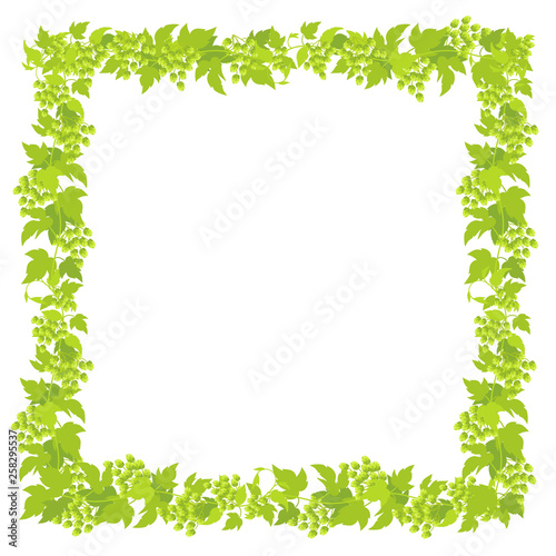 Hop plant frame square banner. Border frame. Place for text. Hop green leaves and cones. Lupulus humulus. Vector flat Illustration for beer shop advertising. Isolated transparent background