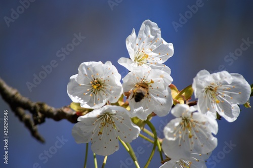 Kirschblüten