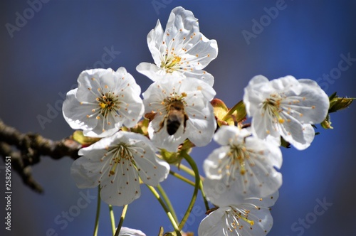 Kirschblütemit Biene