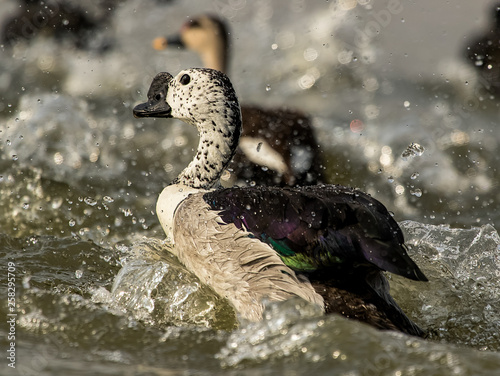 nobe billed duck