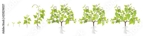 Growth stages of grape plant. Vineyard planting increase phases. Vector illustration. Vitis vinifera harvested. Ripening period. The life cycle. Grapes on white background.