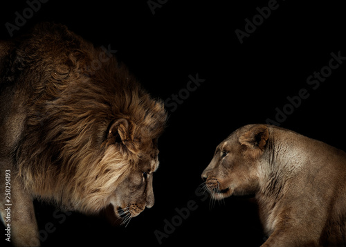 Fototapeta Naklejka Na Ścianę i Meble -  lion and lioness portrait isolated on black background