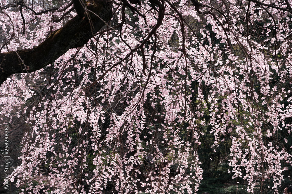 春・満開のしだれ桜と輝き
