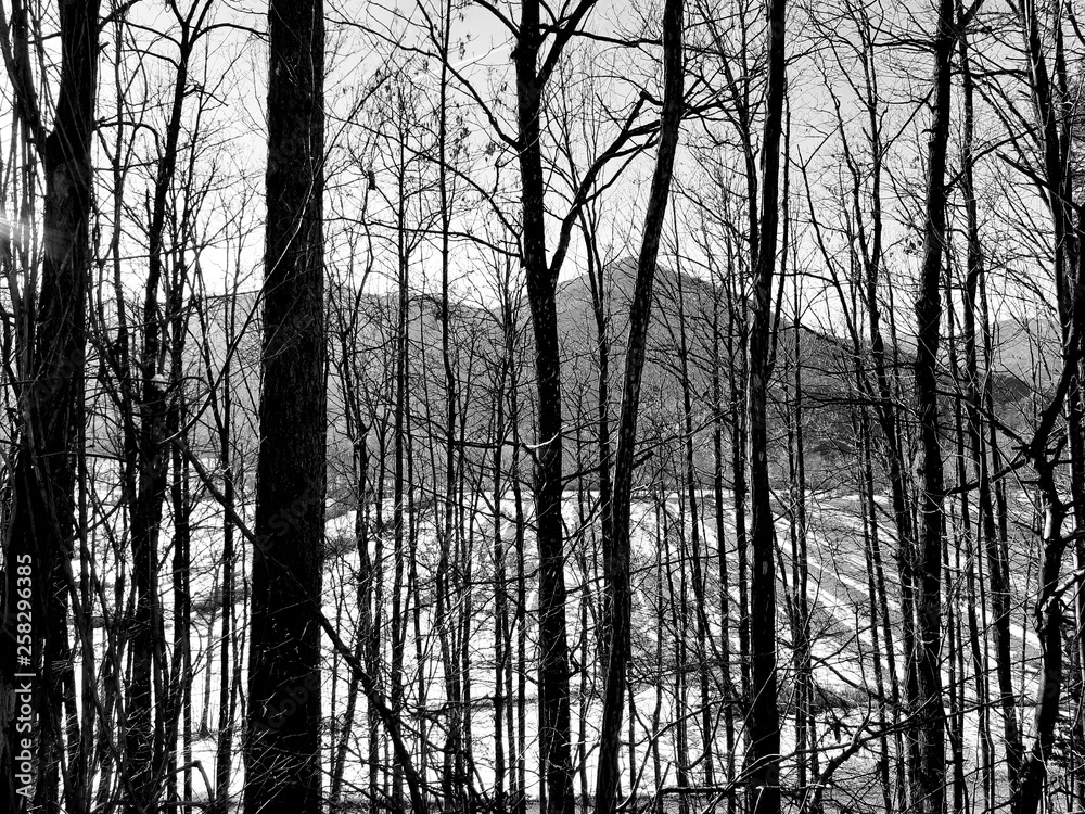 Obraz premium Liguria, Italy - 03/14/2019: Beautiful photography of the natural parks, near the seaside and in the village in winter with some first spring flowers and black and white background.