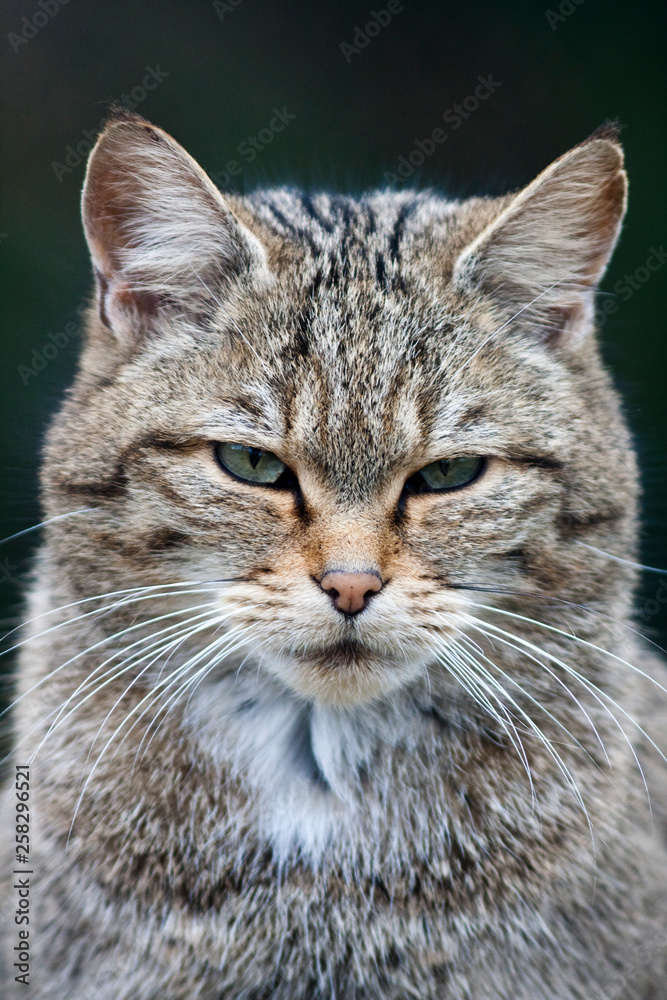 Freigestellter Kopf und Brust einer sitzenden Wildkatze in der Frontale Freigestellter Kopf und Brust einer sitzenden Wildkatze in der Frontale