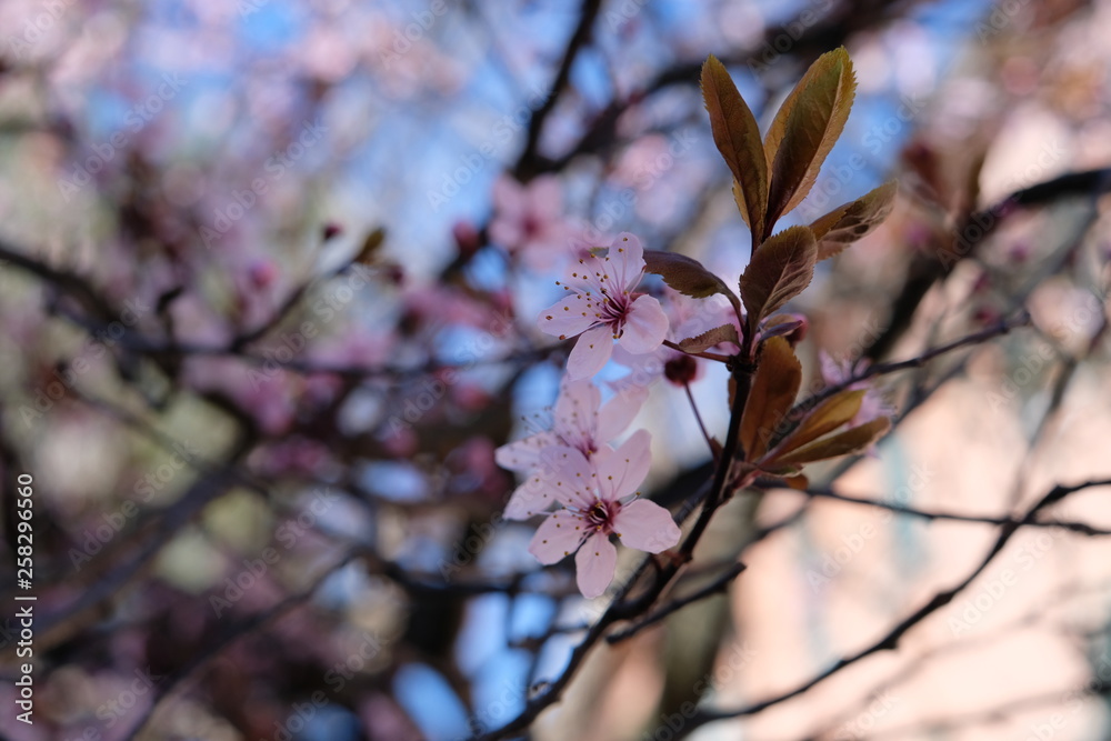 Fototapeta premium Spring