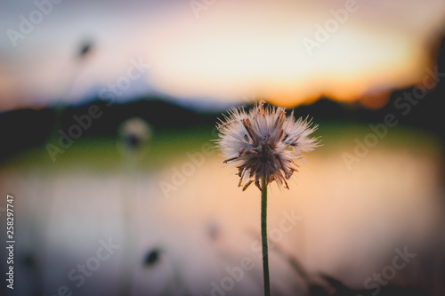 dandelion in the sunset