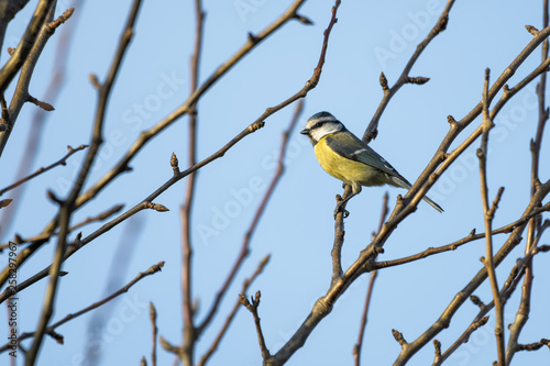 Blue tit sitting in a tree while singing