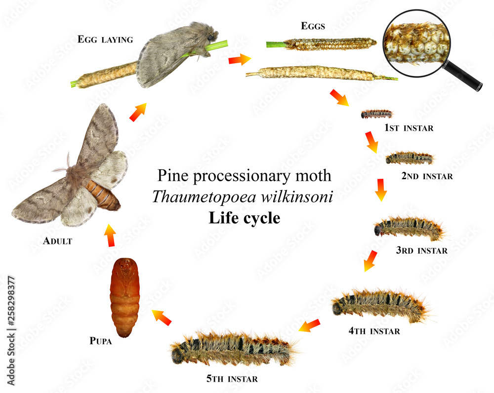 Pine processionary moth, Thaumetopoea wilkinsoni (Lepidoptera ...