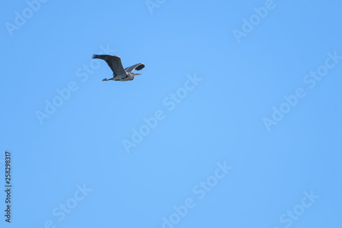 Gray Heron flying in front of a blue sky