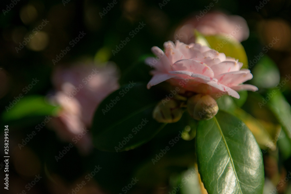 Camelia Camelia