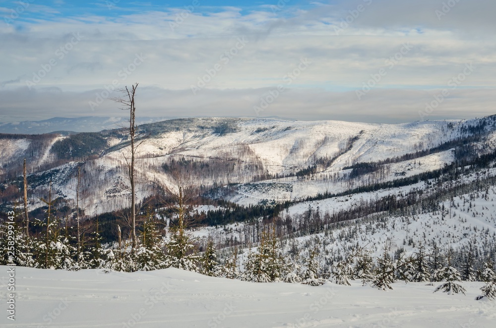Beautiful winter fairytale landscape. Snow capped trees and slopes in the Polish mountains.