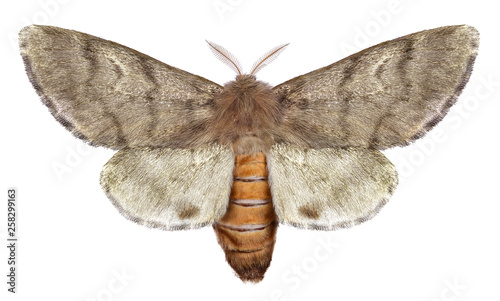 Pine processionary moth, Thaumetopoea wilkinsoni (Lepidoptera: Thaumetopoeidae). Isolated on a white background photo