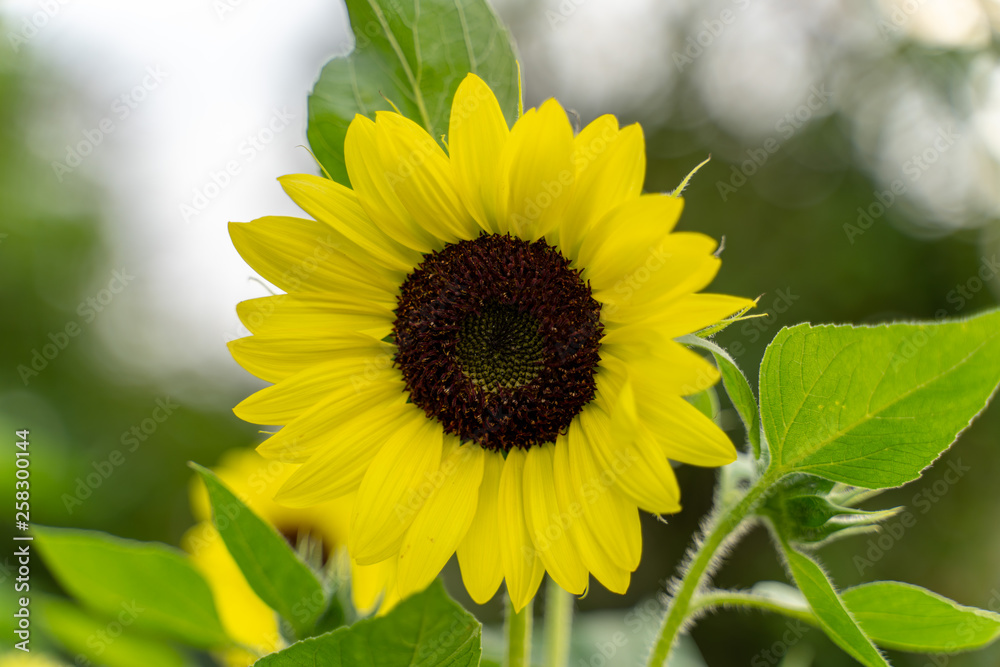 Fototapeta premium Sunflower with blurred background