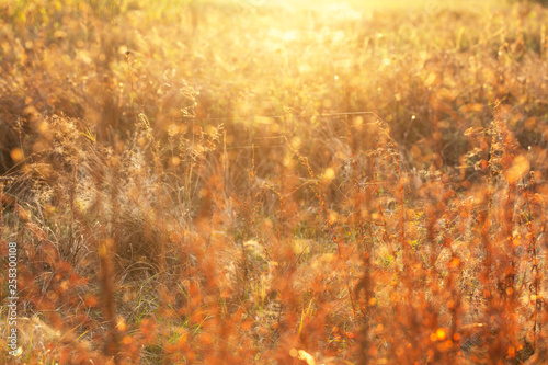 Beautiful sunset or sunrise golden wild grass with soft magic backlight. Amazing nature background. Horizontal color photography.