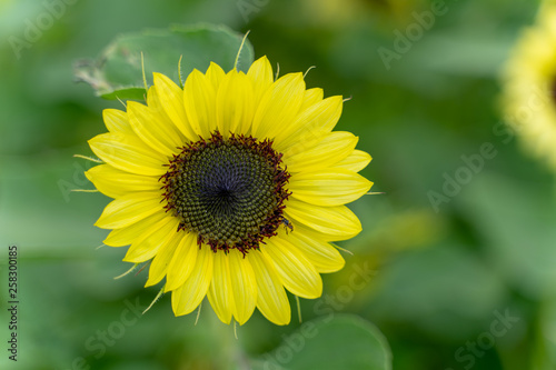 Sunflower with blurred background