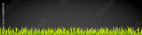 Grass banner. Cereal sprouts. Springtime growth greenery. Green turf overlay stripes.