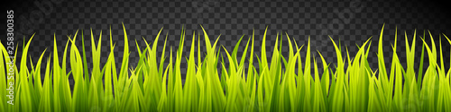 Grass banner. Cereal sprouts. Springtime growth greenery. Green turf overlay stripes.