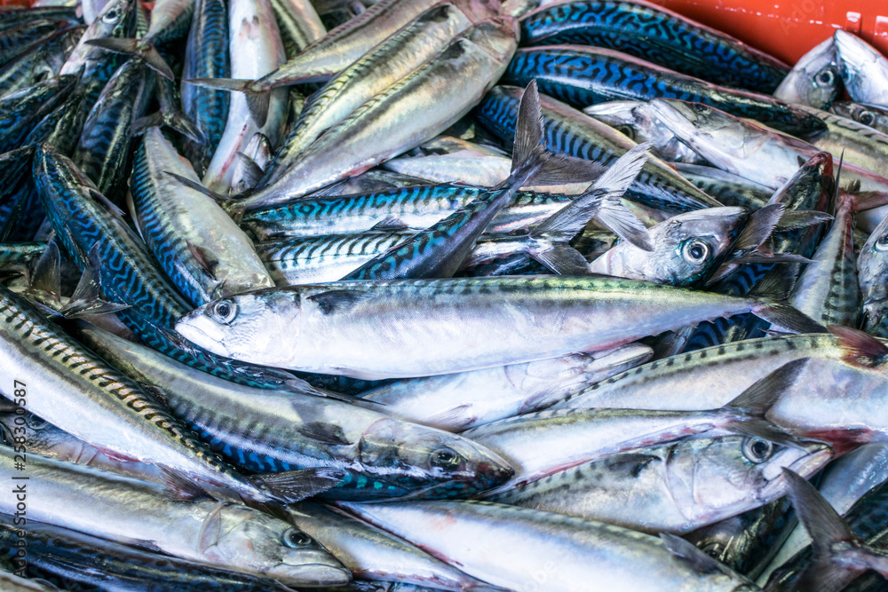 venta de caballa en el puerto venta de caballa en el puerto