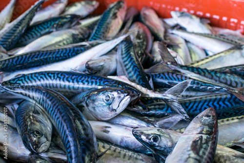 venta de caballa en el puerto