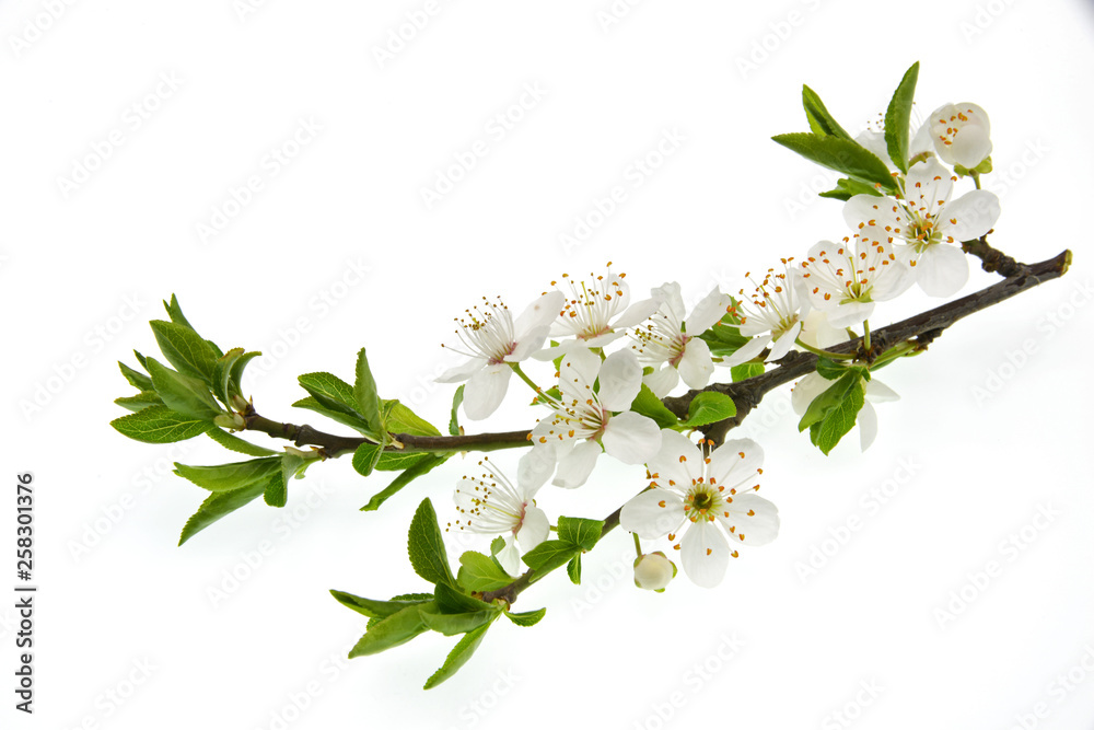 branch with flowers isolated on white background branch with flowers isolated on white background