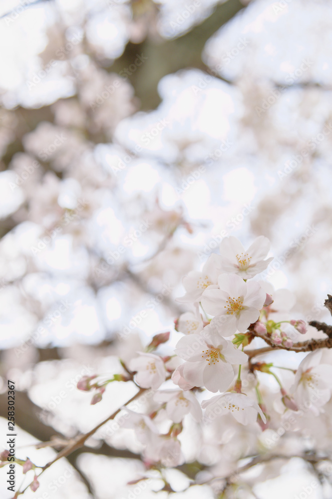 桜の花