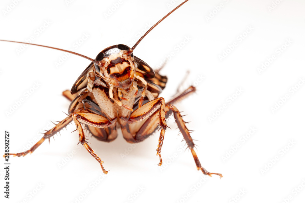 cockroach on a white background.selective focus cockroach on a white background.selective focus