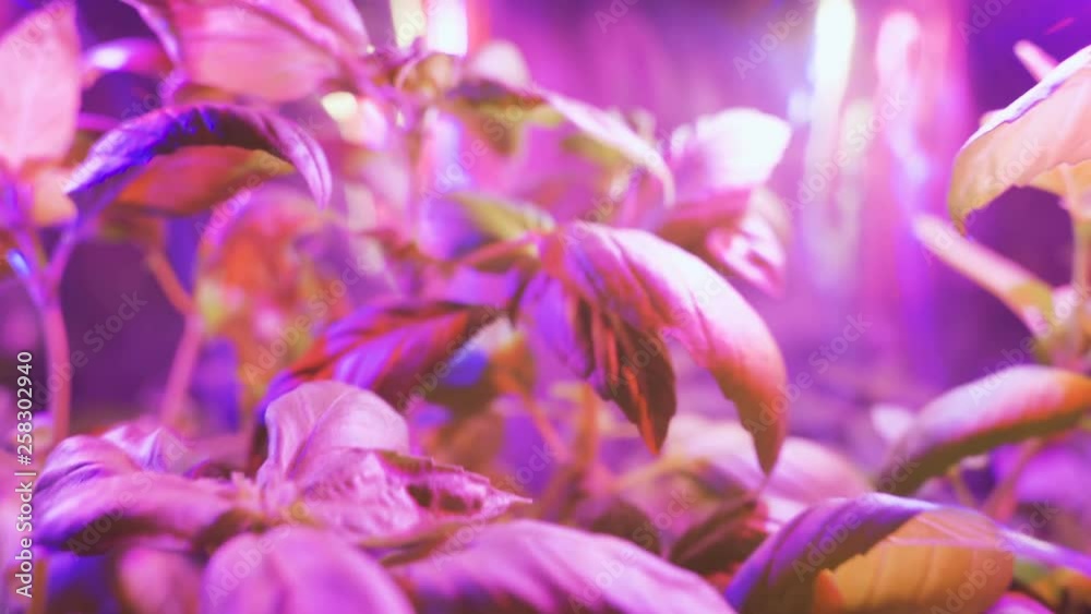 Cultivation of plants under red ultraviolet light. Greenhouse with ultraviolet lamps for plant growth Cultivation of plants under red ultraviolet light. Greenhouse with ultraviolet lamps for plant growth