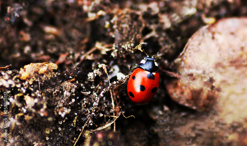 The mysterious world of ladybugs.