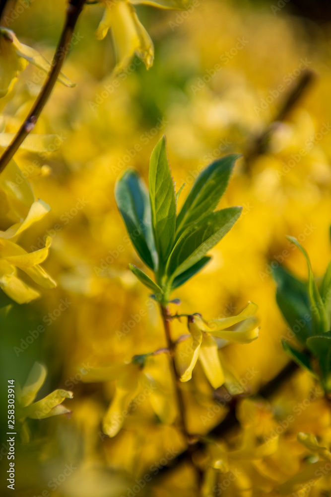 Forsythia Forsythia