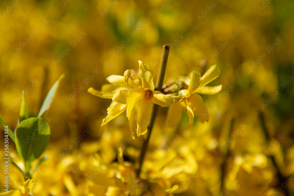 Fototapeta premium Forsythia