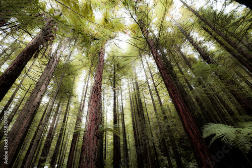 Amazing views of trees in the forests of New Zealand