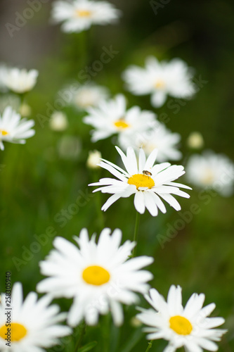 marguerite