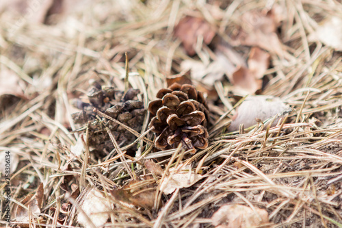 pine cones