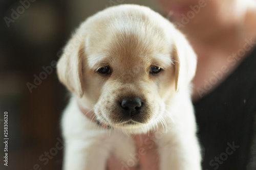 little labrador puppy in hands