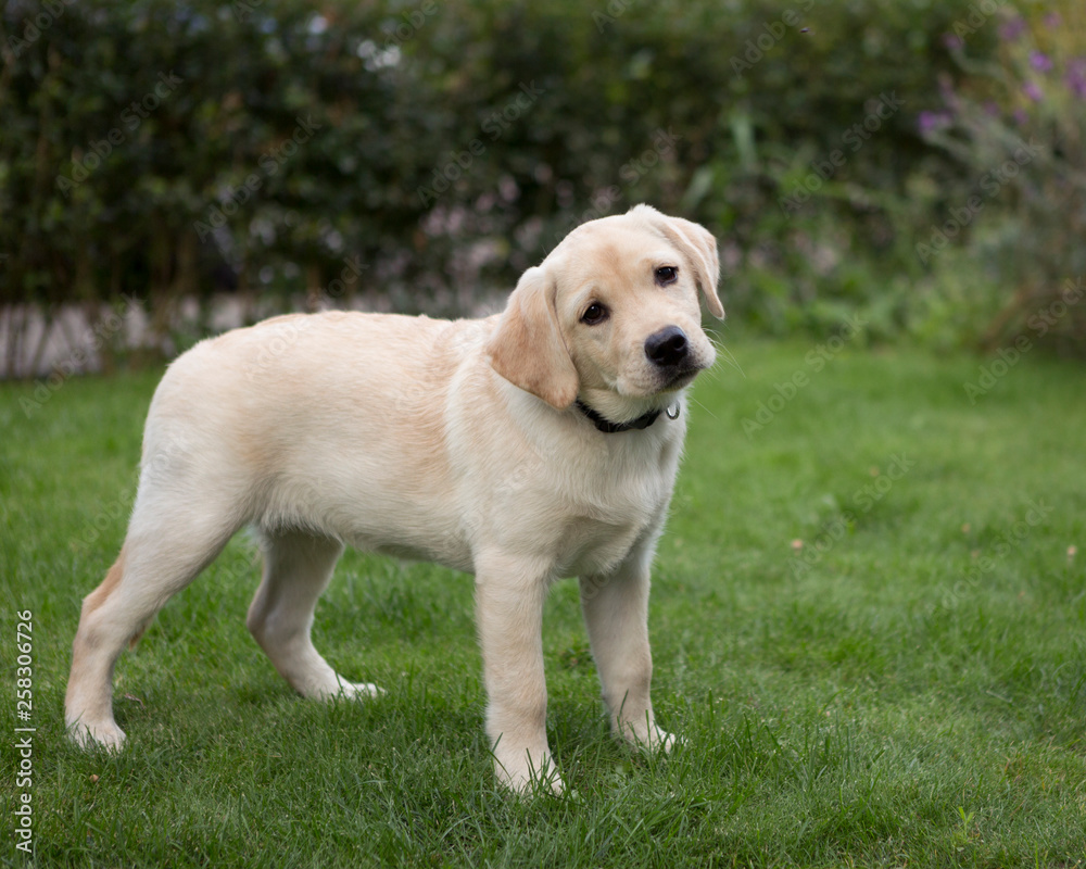 labrador puppie in the field