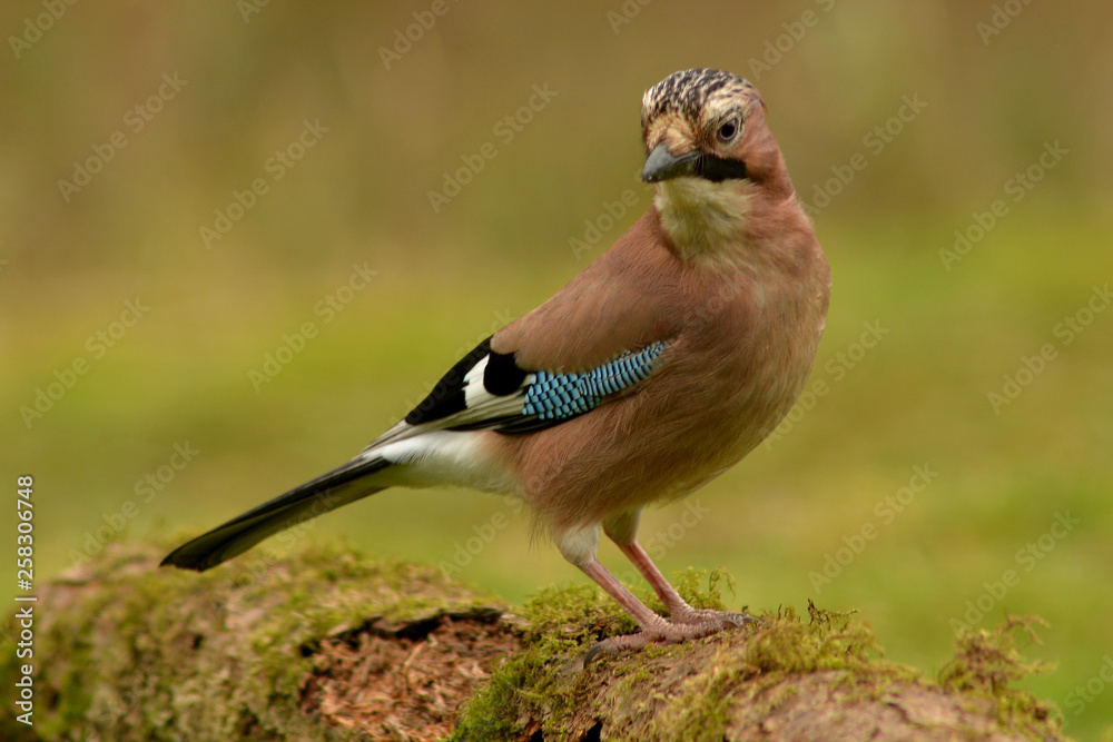 Jay Jay
