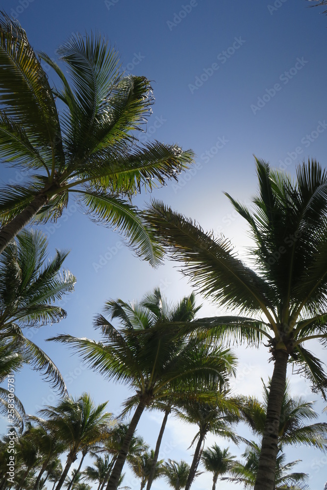 palm trees in the sky palm trees in the sky